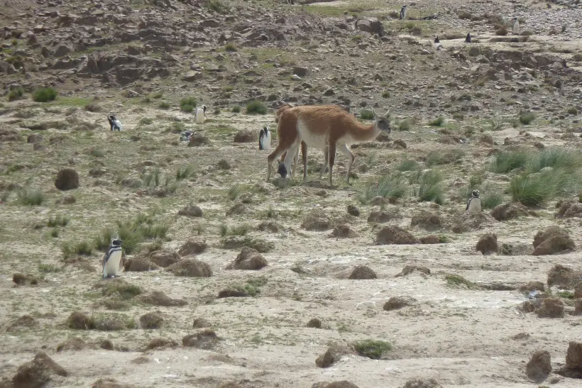 Un guanaco en la estepa de Cabo Dos Bahías, con pingüinos entre las matas
